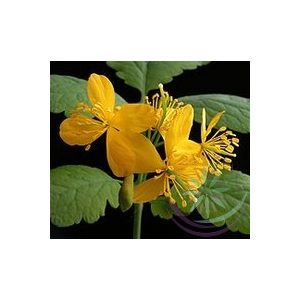 Vérehulló fecskefű ( Celandine) Éden virágesszencia Vérehulló fecskefű ( Celandine) Éden virágesszencia