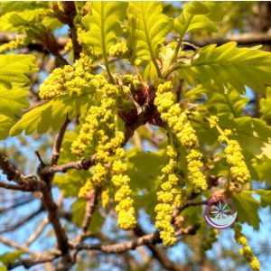Bach virágterápia - Tölgy 22. Oak Bach virágesszencia 