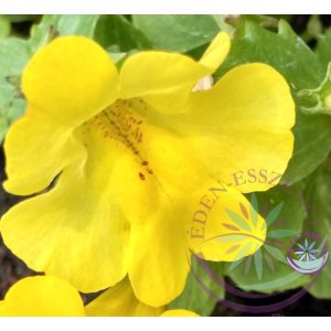 Bach virágterápia - Bohócvirág 20. Mimulus Bach virágesszencia Bach virágterápia - Bohócvirág 20. Mimulus Bach virágesszencia