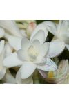 Tubarózsa (Tuberose) Éden virágesszencia Tubarózsa (Tuberose) Éden virágesszencia