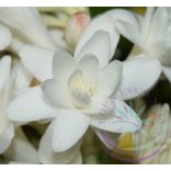 Tubarózsa (Tuberose) Éden virágesszencia 