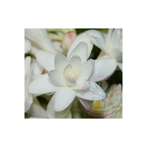 Tubarózsa (Tuberose) Éden virágesszencia Tubarózsa (Tuberose) Éden virágesszencia