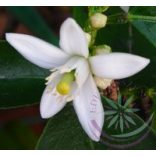 Citromfa ( Lemon ) Éden virágesszencia 