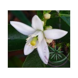 Citromfa ( Lemon ) Éden virágesszencia 