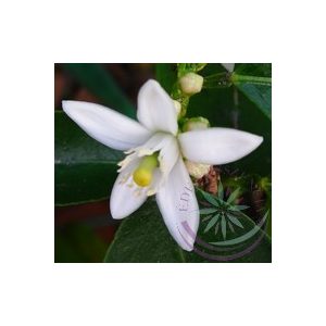 Citromfa ( Lemon ) Éden virágesszencia Citromfa ( Lemon ) Éden virágesszencia