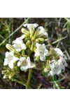 Hegyi balzsam ( Yerba santa ) Éden virágesszencia Hegyi balzsam ( Yerba santa ) Éden virágesszencia