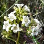 Hegyi balzsam ( Yerba santa ) Éden virágesszencia 