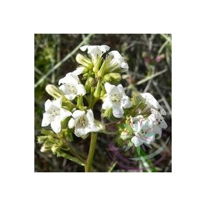 Hegyi balzsam ( Yerba santa ) Éden virágesszencia Hegyi balzsam ( Yerba santa ) Éden virágesszencia