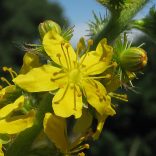  1.Apróbojtorján (Agrimony) Bach virág