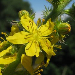  1.Apróbojtorján (Agrimony) Bach virág