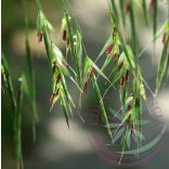 Bach virágterápia - Rozsnok 36. Wild Oat Bach virágesszencia 