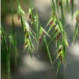 Bach virágterápia - Rozsnok 36. Wild Oat Bach virágesszencia 