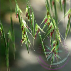   Bach virágterápia - Rozsnok 36. Wild Oat Bach virágesszencia 