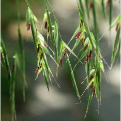   Bach virágterápia - Rozsnok 36. Wild Oat Bach virágesszencia 