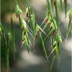 Bach virágterápia - Rozsnok 36. Wild Oat Bach virágesszencia 