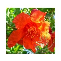 Gránátalam ( Pomegranate ) Éden virágesszencia 