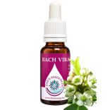 Bach virágterápia - Magyal (15. Holly) Bach virágesszencia 