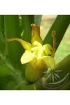 Papaya Éden virágesszencia Papaya Éden virágesszencia