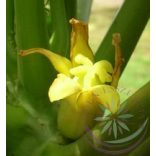 Papaya Éden virágesszencia 
