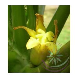 Papaya Éden virágesszencia 