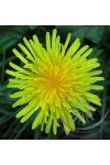 Pitypang-Gyermekláncfű ( Dandelion ) Éden virágesszencia Pitypang-Gyermekláncfű ( Dandelion ) Éden virágesszencia