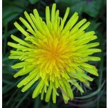 Pitypang-Gyermekláncfű ( Dandelion ) Éden virágesszencia 