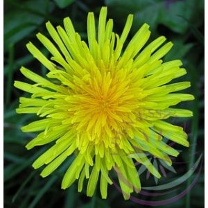 Pitypang-Gyermekláncfű ( Dandelion ) Éden virágesszencia Pitypang-Gyermekláncfű ( Dandelion ) Éden virágesszencia