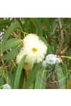 Eukaliptusz ( Eucalyptus) Éden virágesszencia Eukaliptusz ( Eucalyptus) Éden virágesszencia