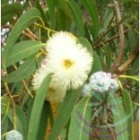 Eukaliptusz ( Eucalyptus) Éden virágesszencia 