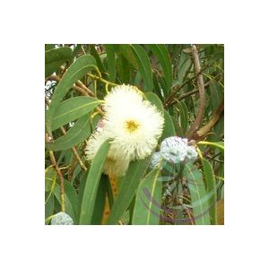 Eukaliptusz ( Eucalyptus) Éden virágesszencia 