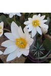 Vérzőmák ( Bloodroot) Éden virágesszencia Vérzőmák ( Bloodroot) Éden virágesszencia