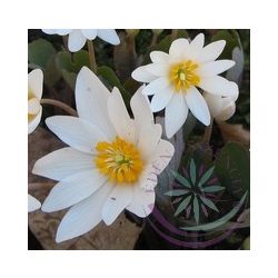 Vérzőmák ( Bloodroot) Éden virágesszencia 