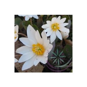 Vérzőmák ( Bloodroot) Éden virágesszencia Vérzőmák ( Bloodroot) Éden virágesszencia