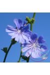 Bach virágterápia -Katángkóró (8. Chicory ) Bach virágesszencia Bach virágterápia -Katángkóró (8. Chicory ) Bach virágesszencia