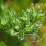 Bach virágterápia - Szikárka 28. Scleranthus Bach virágesszencia