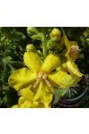 Molyhos ökörfarkkóró ( Mullein ) Éden virágesszencia Molyhos ökörfarkkóró ( Mullein ) Éden virágesszencia