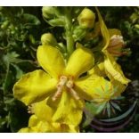 Molyhos ökörfarkkóró ( Mullein ) Éden virágesszencia 