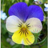 Háromszínű árvácska ( Pansy ) Éden virágesszencia 