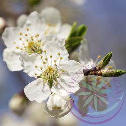6. Cseresznyeszilva virágesszencia -Bach virágterápia
