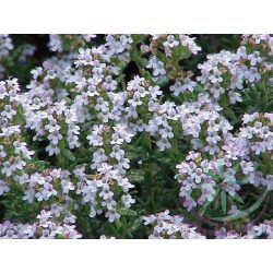 Kakukkfű ( Thyme ) Éden virágesszencia 
