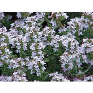 Kakukkfű ( Thyme ) Éden virágesszencia Kakukkfű ( Thyme ) Éden virágesszencia