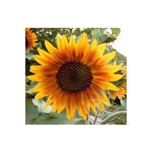Napraforgó ( Sun flower ) Éden virágesszencia Napraforgó ( Sun flower ) Éden virágesszencia