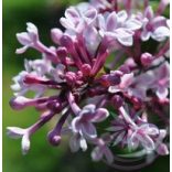 Orgona ( Lilac ) Éden virágesszencia 