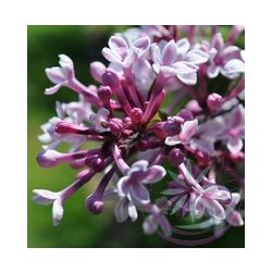 Orgona ( Lilac ) Éden virágesszencia 