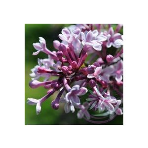 Orgona ( Lilac ) Éden virágesszencia Orgona ( Lilac ) Éden virágesszencia