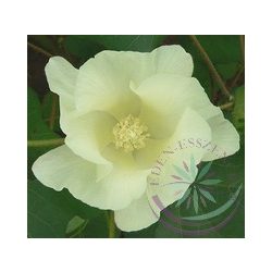 Gyapot ( Cotton ) Éden virágesszencia 