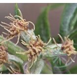 Fekete üröm ( Mugwort ) Éden virágesszencia 