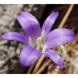 Csillaghagyma ( Harvest brodiaea) Éden virágesszencia 