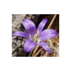 Csillaghagyma ( Harvest brodiaea) Éden virágesszencia Csillaghagyma ( Harvest brodiaea) Éden virágesszencia