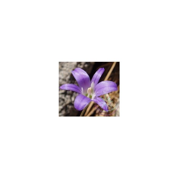 Csillaghagyma ( Harvest brodiaea) Éden virágesszencia 